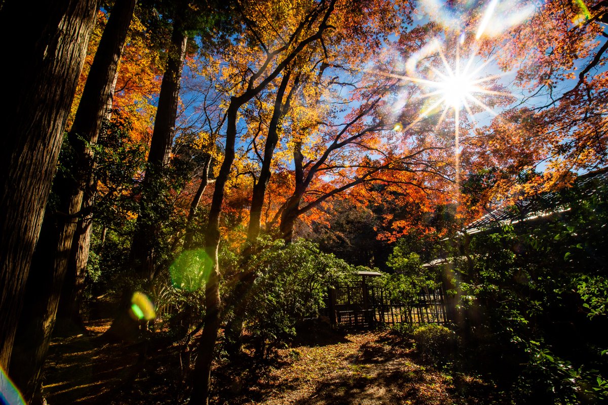 tfk6502's tweet image. 箱根  長安寺  2024/11