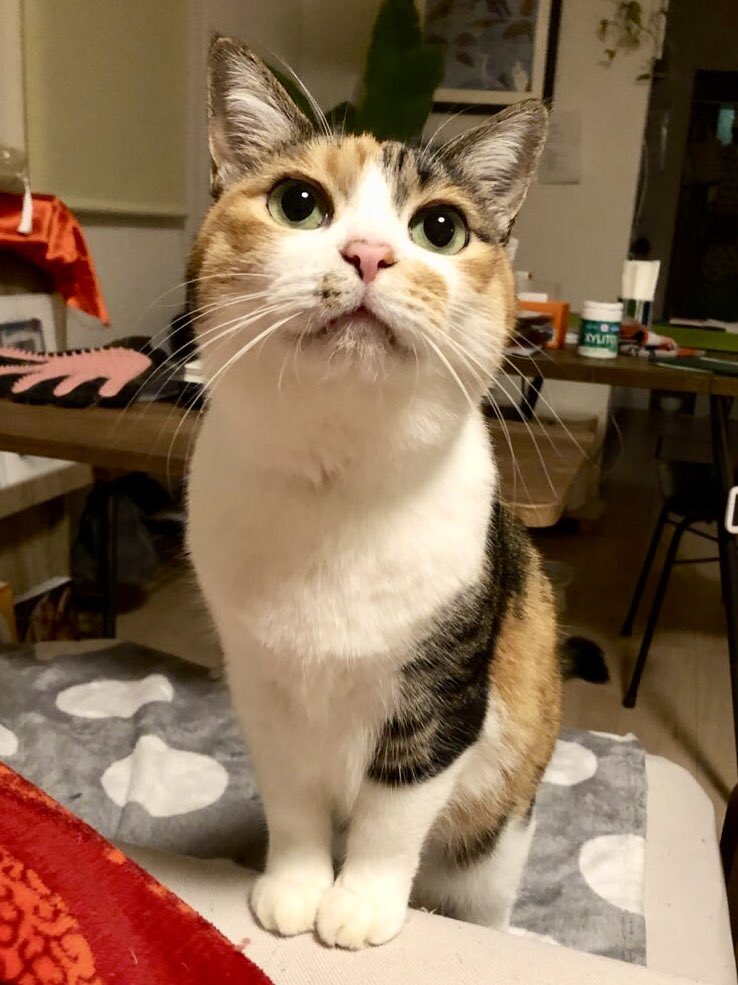 KWFZWI7X20NQ67X's tweet image. かわいいこねこ（8さい）