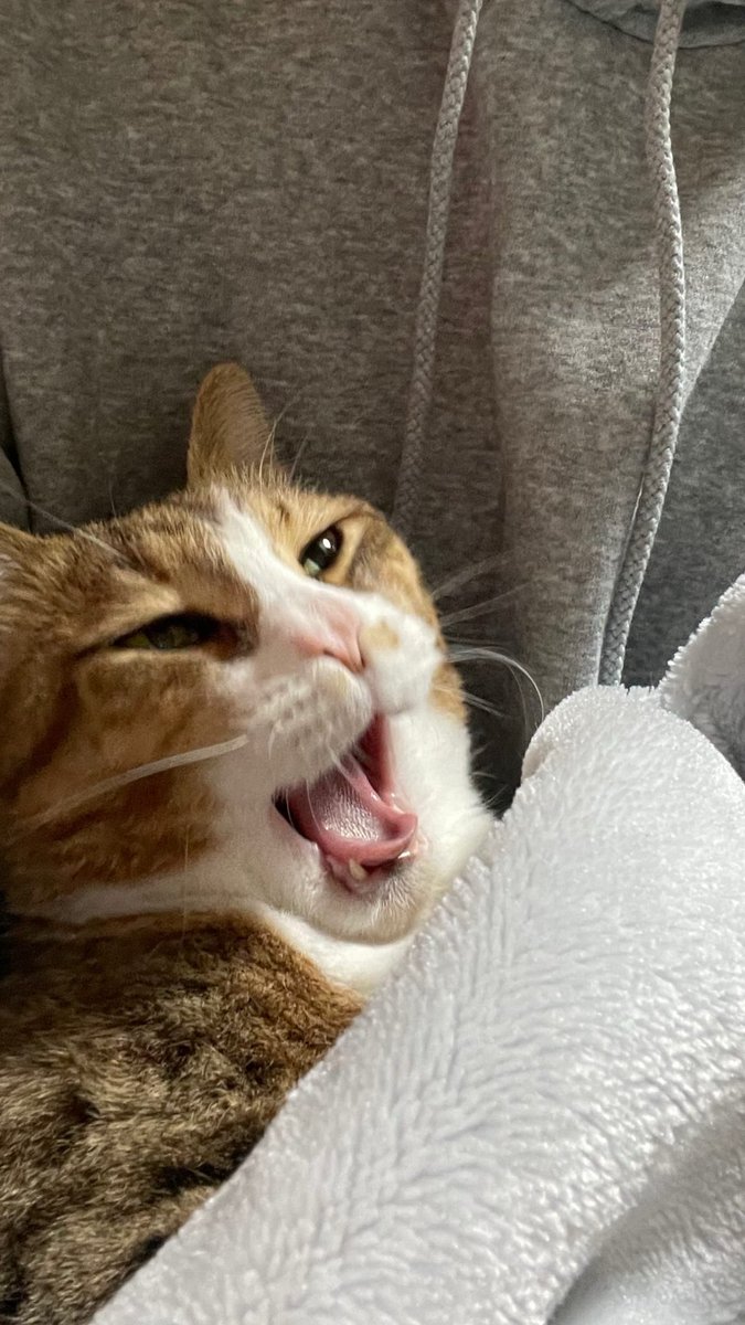 邪念 (@grochamu_u) on Twitter photo 