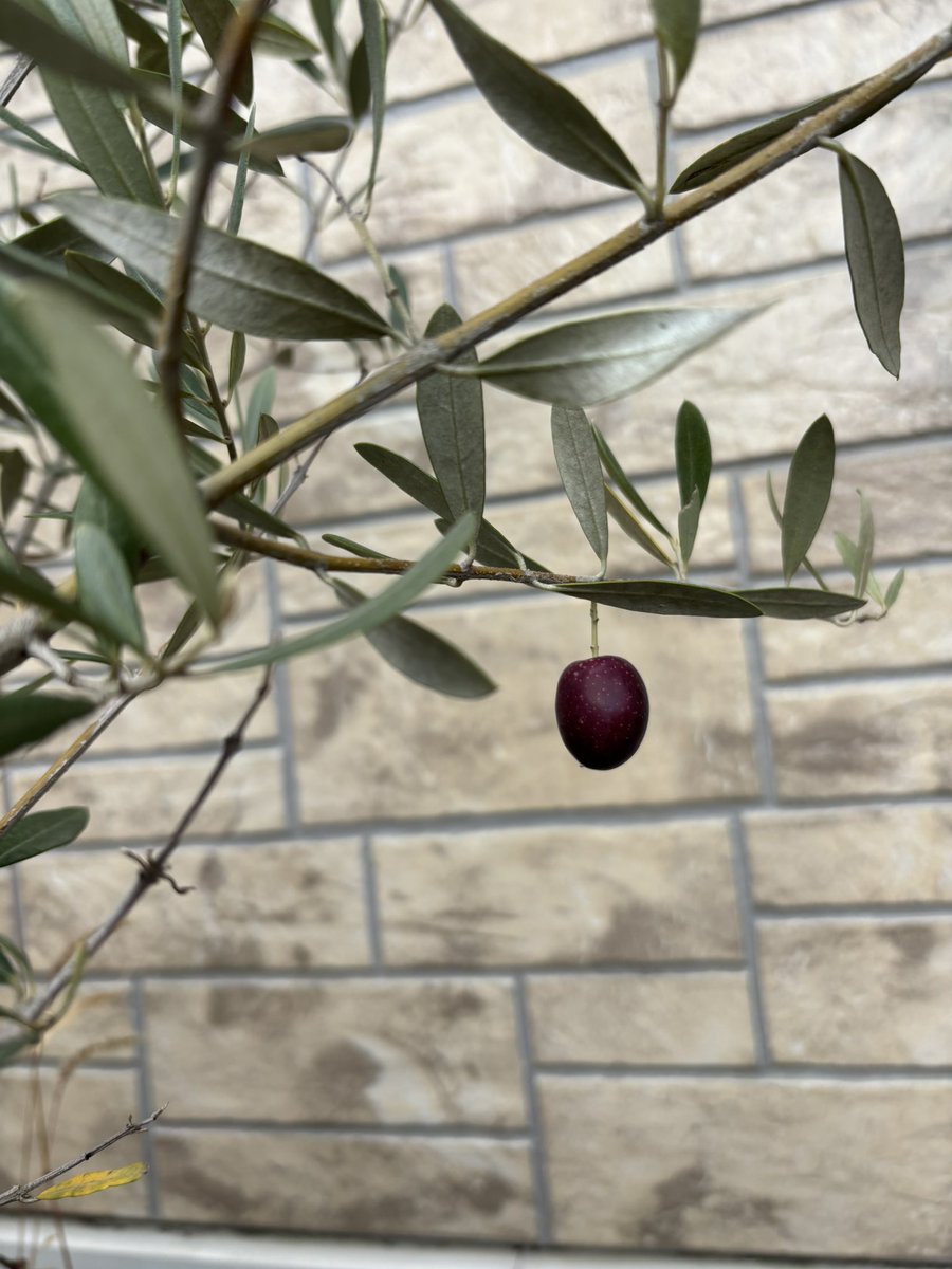 うちで育てて20年くらいになるオリーブが初めて実をつけた
２個では何もできないだろうけど嬉しいものですな(*´-`)