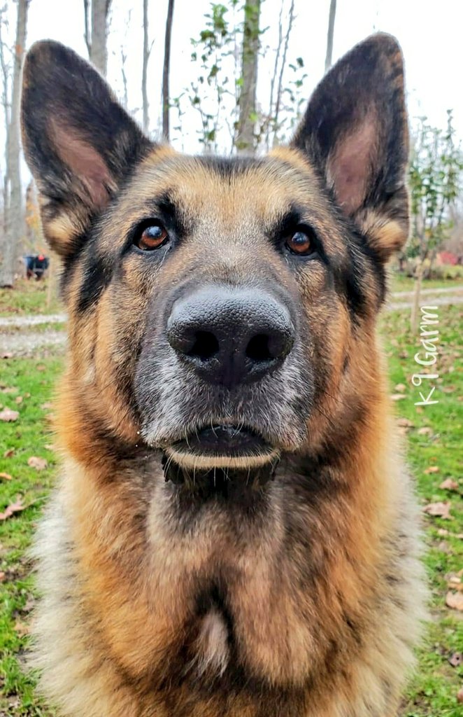 K9Garm tweet media