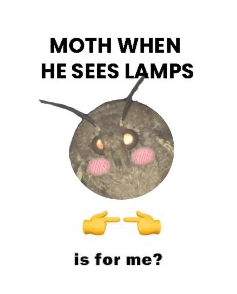 MothPucker's tweet image. 