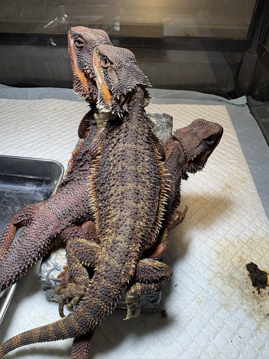 Red bearded (@Futoago1616) / Posts / X