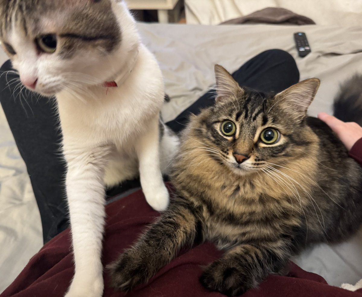 do_shiyooo's tweet image. 人気者すぎて草超えて花