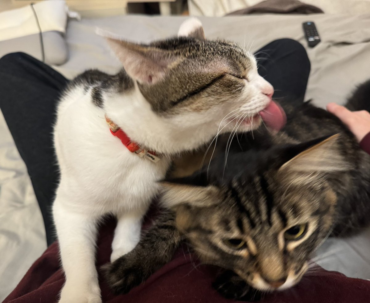 do_shiyooo's tweet image. 人気者すぎて草超えて花