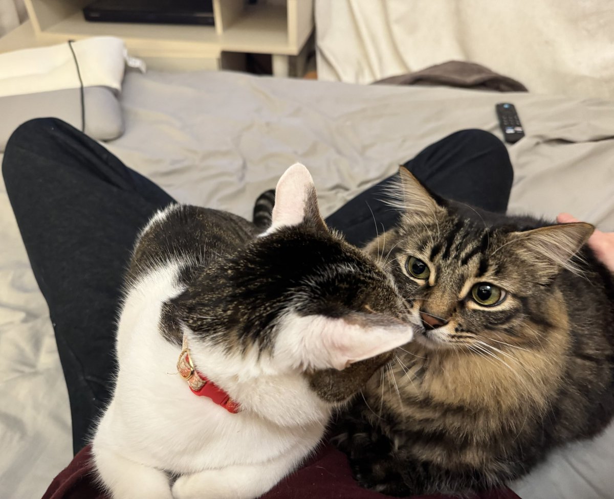 do_shiyooo's tweet image. 人気者すぎて草超えて花