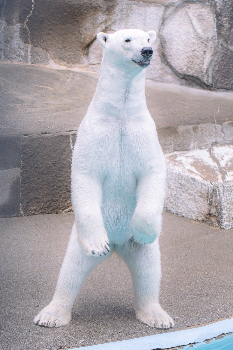 maeyama2022's tweet image. モモちゃんもお誕生日おめでとう🎉🐻‍❄️
改めて浜松時代と男鹿を比べると衝撃のスタイル違いだな…。
バフィンのようなお母さんになる姿がみたいな～

#ホッキョクグマ
#モモ
#polarbear