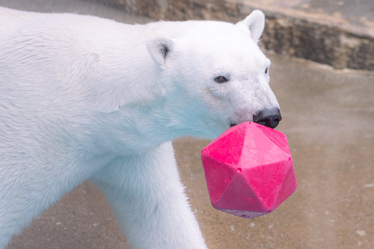 maeyama2022's tweet image. モモちゃんもお誕生日おめでとう🎉🐻‍❄️
改めて浜松時代と男鹿を比べると衝撃のスタイル違いだな…。
バフィンのようなお母さんになる姿がみたいな～

#ホッキョクグマ
#モモ
#polarbear