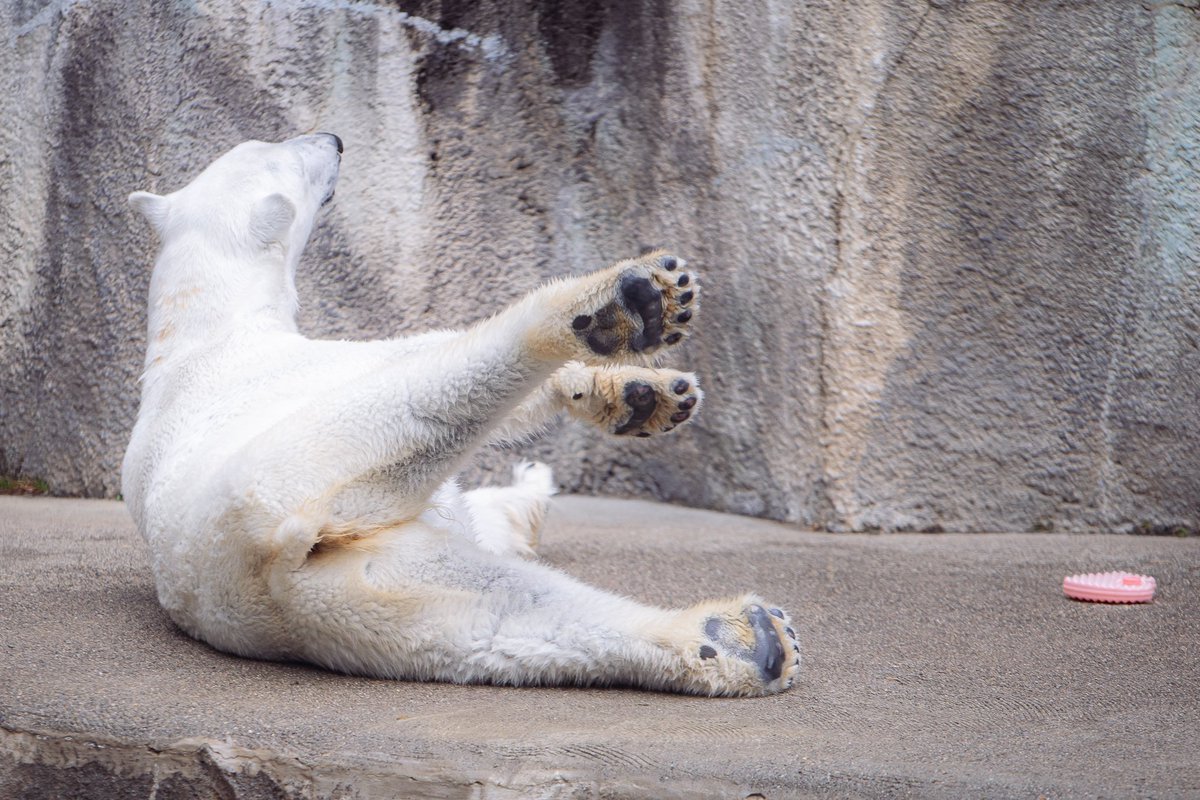 maeyama2022's tweet image. モモちゃんもお誕生日おめでとう🎉🐻‍❄️
改めて浜松時代と男鹿を比べると衝撃のスタイル違いだな…。
バフィンのようなお母さんになる姿がみたいな～

#ホッキョクグマ
#モモ
#polarbear