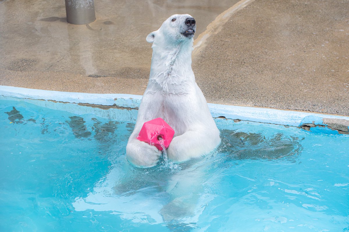 maeyama2022's tweet image. モモちゃんもお誕生日おめでとう🎉🐻‍❄️
改めて浜松時代と男鹿を比べると衝撃のスタイル違いだな…。
バフィンのようなお母さんになる姿がみたいな～

#ホッキョクグマ
#モモ
#polarbear