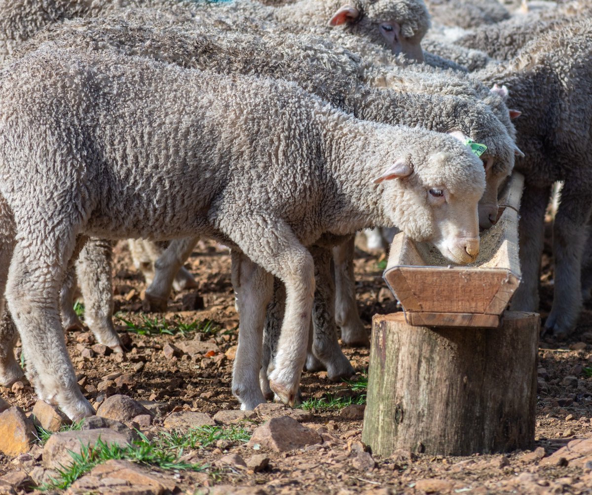 🔔 Asistencia crediticia para evitar la comercialización de ovejas antes de la parición y rentabilizar los futuros corderos. 🌄

✅ El Banco República financia la retención de vientres 👉 Más información en sul.org.uy/noticias/718 🐑

<a href="/BROU_uy/">Banco República</a>