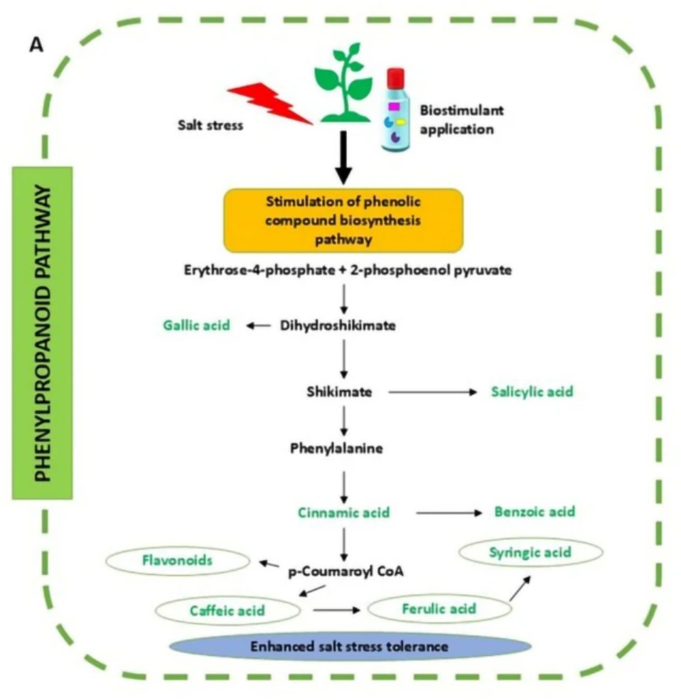 PlantCellRep's tweet image. NEW ONLINE: Mangrove derived coactive bacterial inoculant triggered biochemical traits rejuvenating plant cell function under salt stress link.springer.com/article/10.100…
