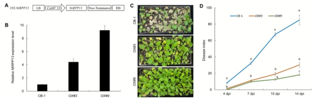 PlantCellRep's tweet image. NEW ONLINE: Overexpression of a novel CC-NBS-LRR gene NtRPP13 confers enhanced resistance to Ralstonia solanacearum in tobacco link.springer.com/article/10.100…