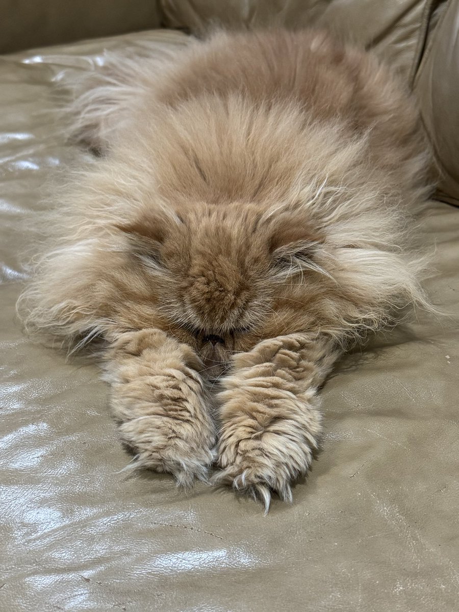 Rise and shine! 

Except for Leo. He needs to get his beauty sleep. 😹

Good morning and have a great day!