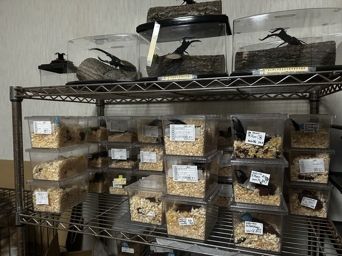 mushi_bito's tweet photo. ドルクス棚
左端だけヒラタで残りは全部国産、外国産オオクワ🤣
各産地アンテ
グランディス
シェンクリング
ホペイ
タイワン
国産 https://t.co/3Ecq95UP5x