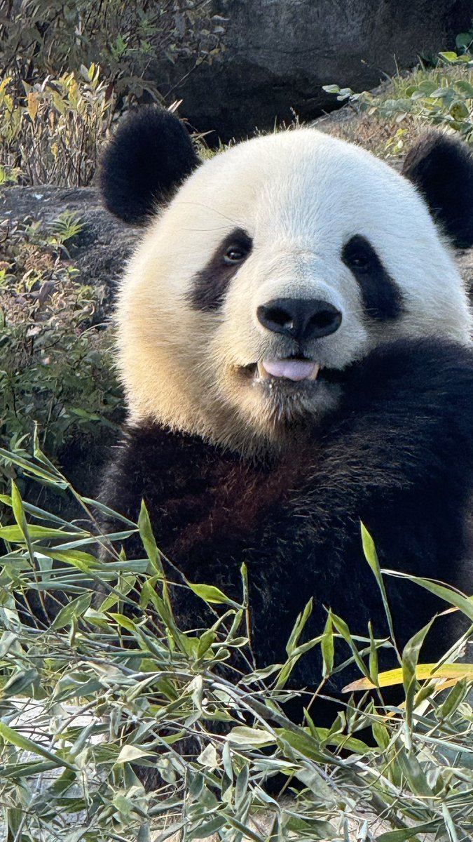 パンダ様ご確認ページ パンダ