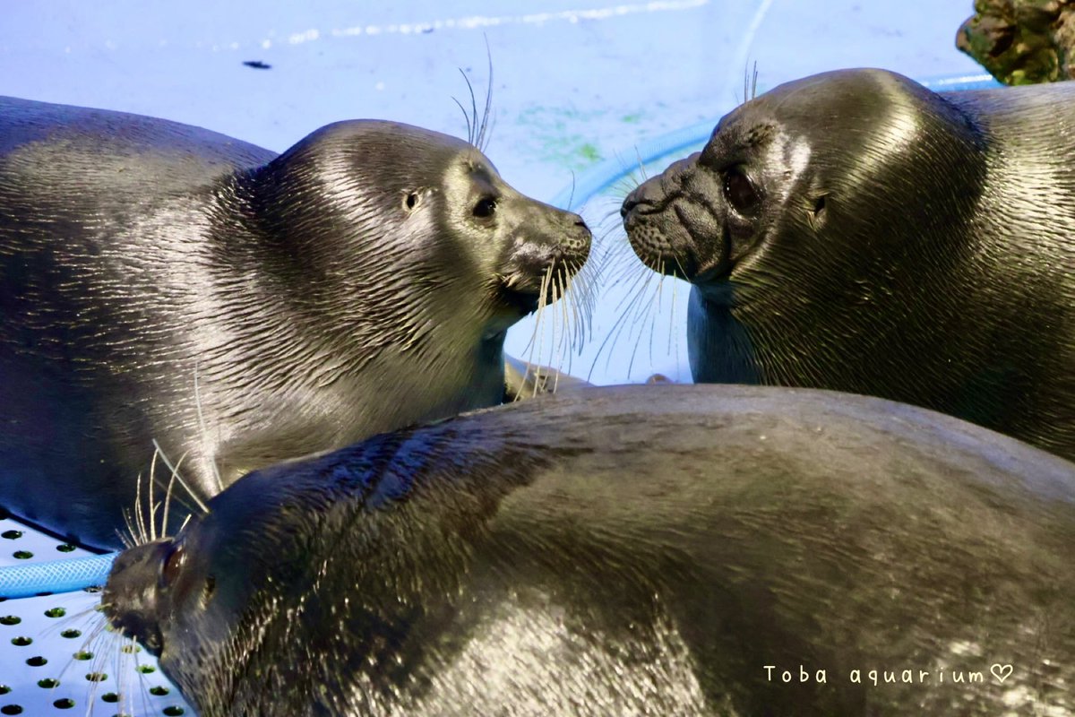 3zo0401's tweet image. ミーティング中？？
#鳥羽水族館 #ニコちゃん #キール #ライチ
#バイカルしか勝たん