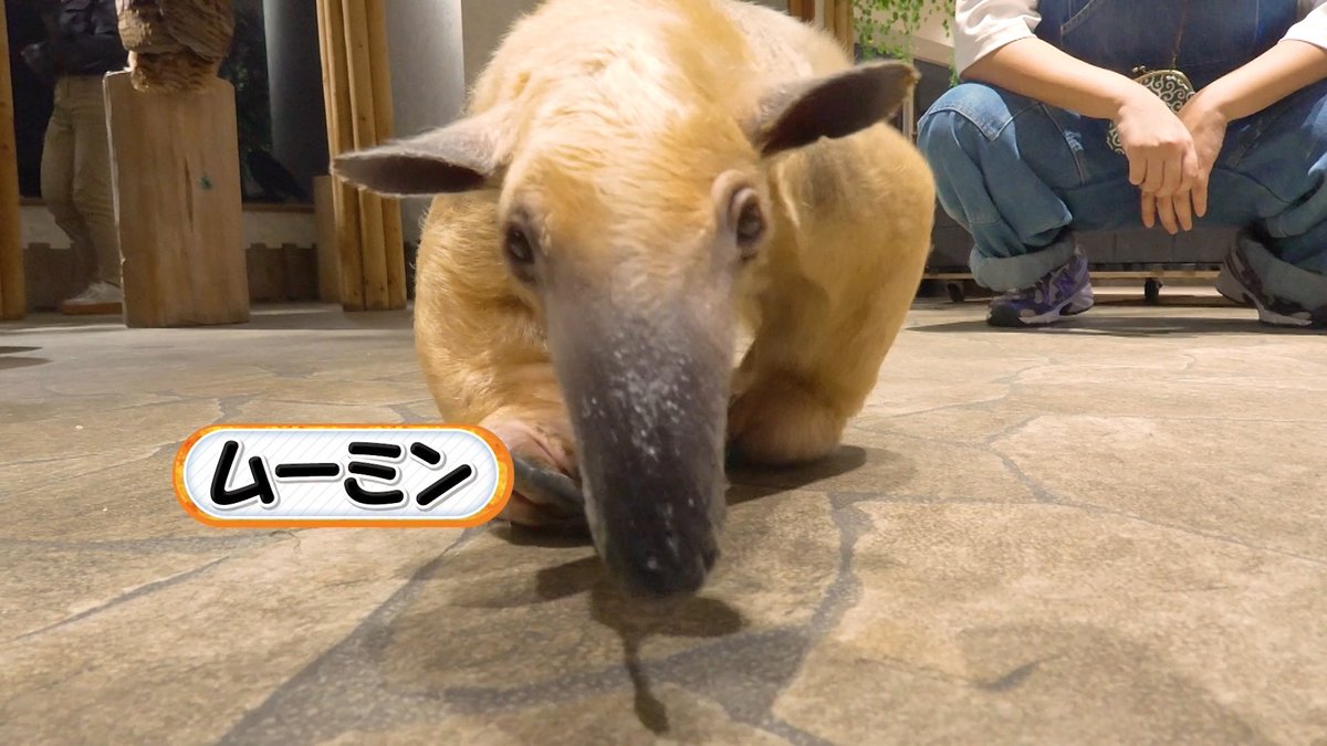 goofy3144's tweet image. #健ちゃんの食卓 今夜は２人がカワイイ動物たちと楽しくふれあう様子をお届けします🐶🐱

ひとつだけ残念なお知らせが…
コアリクイのムーミンちゃんが、先日天国に行っちゃったそうです😭最後に愛らしい姿を見せてくれてありがとうね！

#三宅健 #やす子 #アニミルお台場

▶️ youtu.be/lphQswgf7nQ