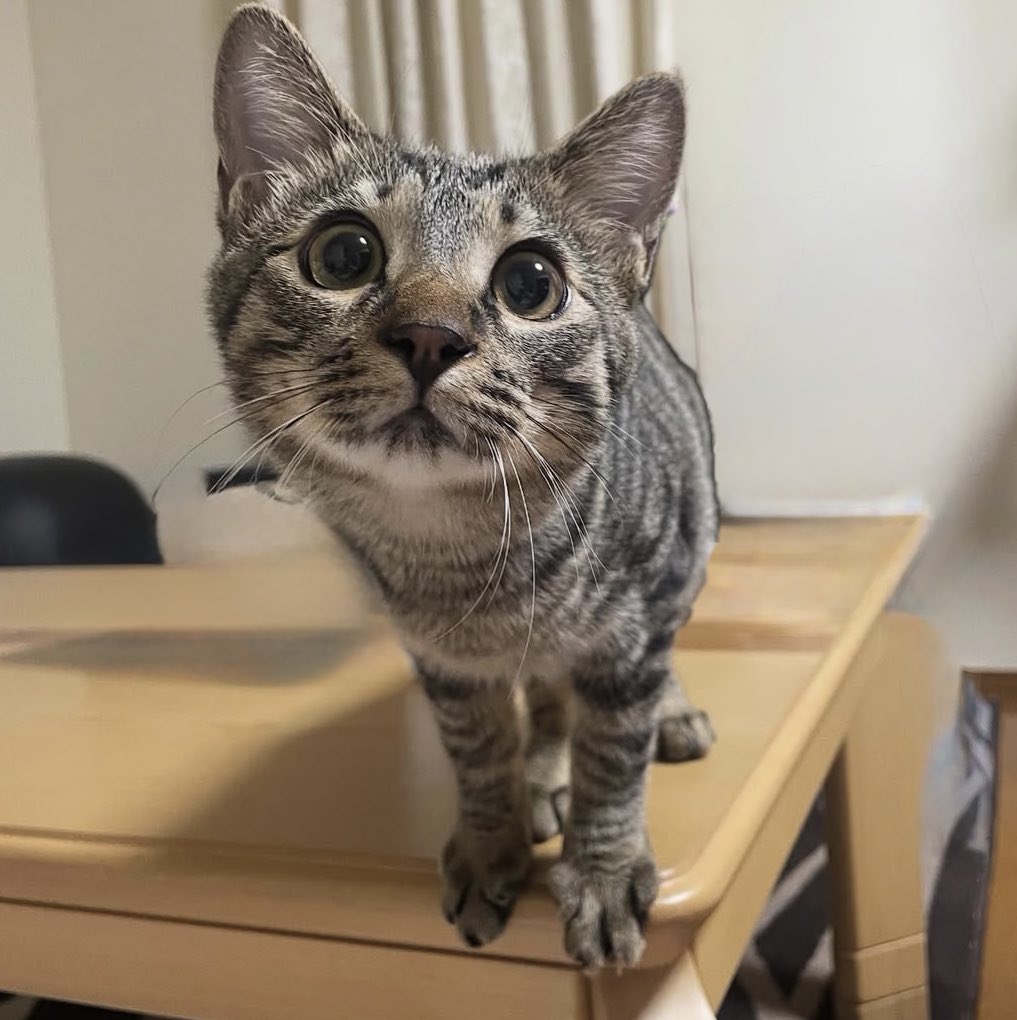 𝐌𝐈𝐒𝐀𝐓𝐎 tweet media