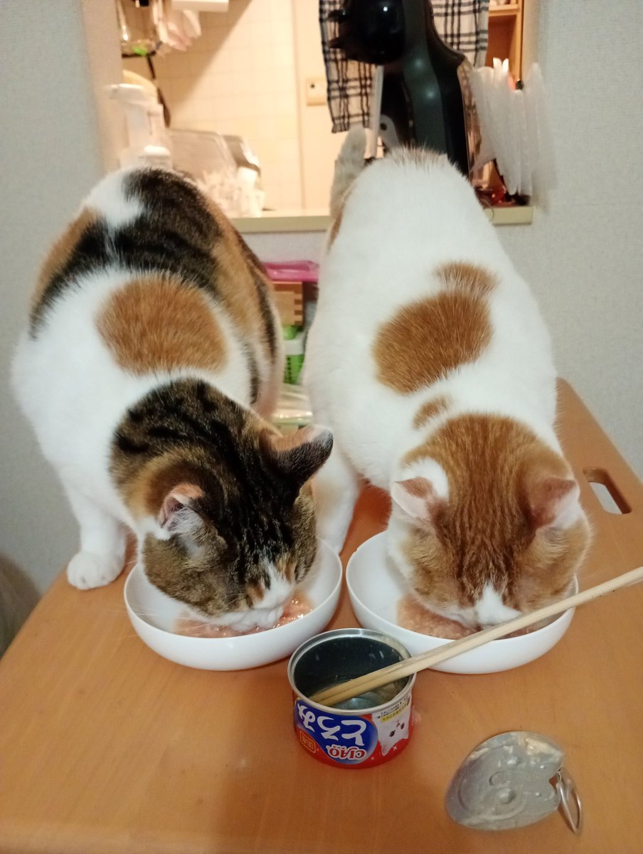 cs_tora's tweet image. たっだいまー！から～のとろみ缶祭り