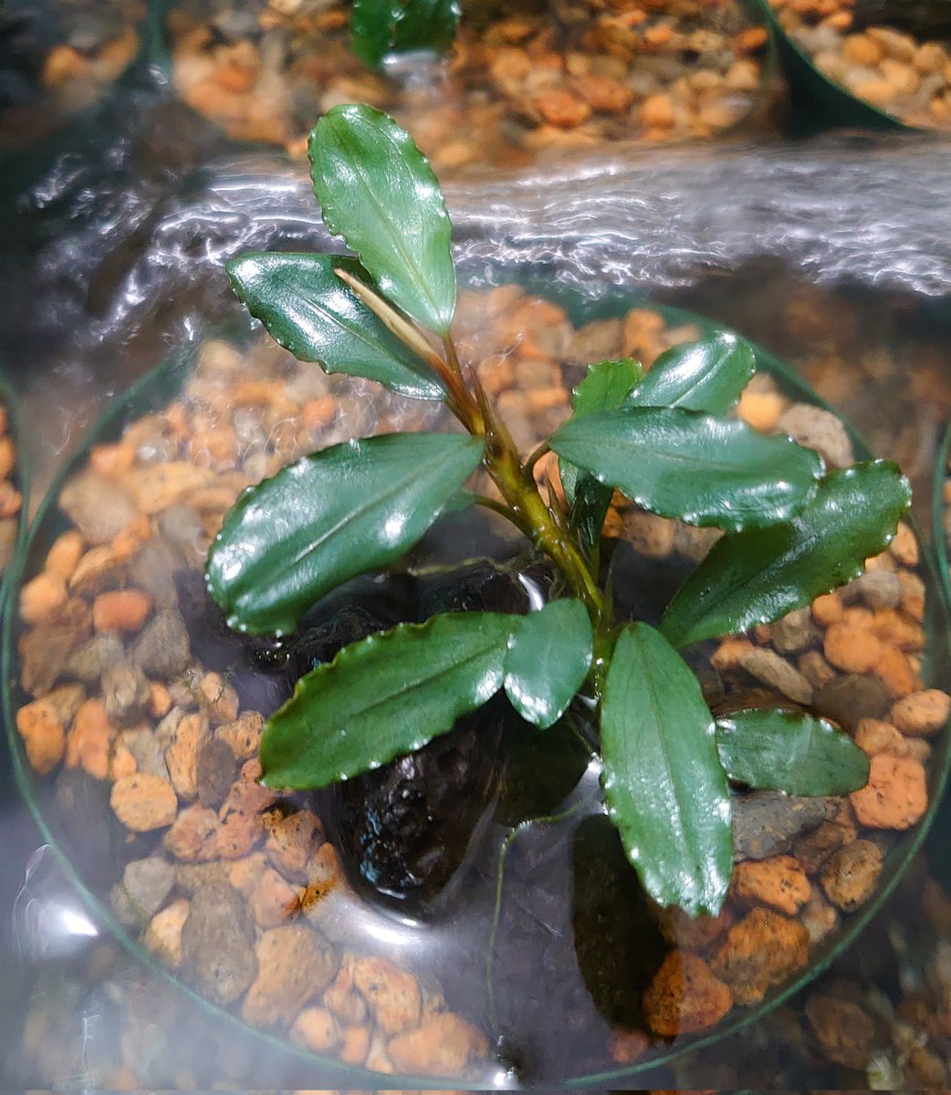 sp.“彩雲”from Kapuas【AZX0420-12】 since 25/5/25〜 導入から