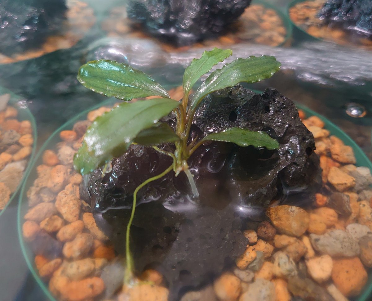 sp.“彩雲”from Kapuas【AZX0420-12】 since 25/5/25〜 導入から