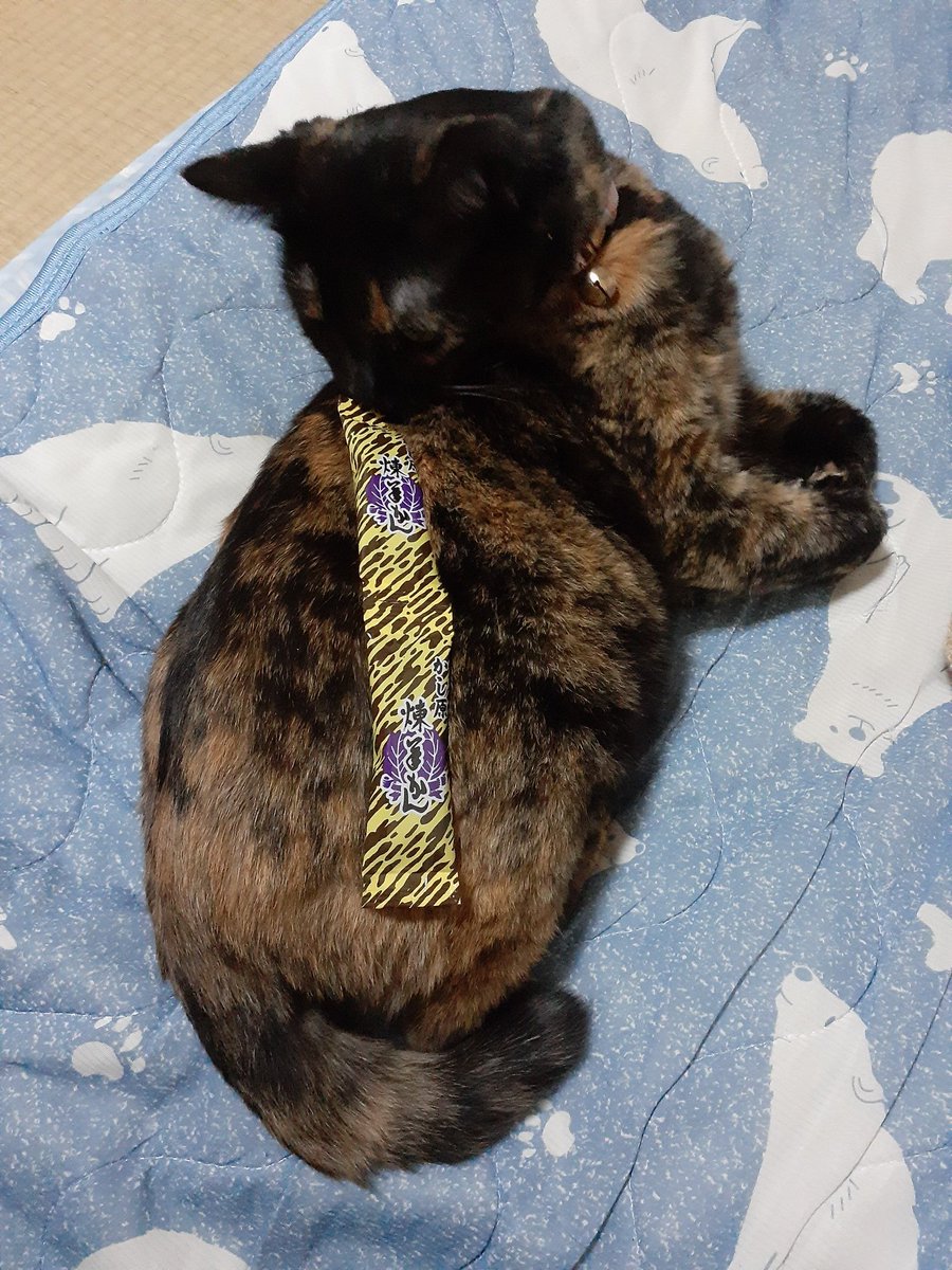 ﾑﾁｨｯ…としてる🐖 #サビ猫はいいぞ