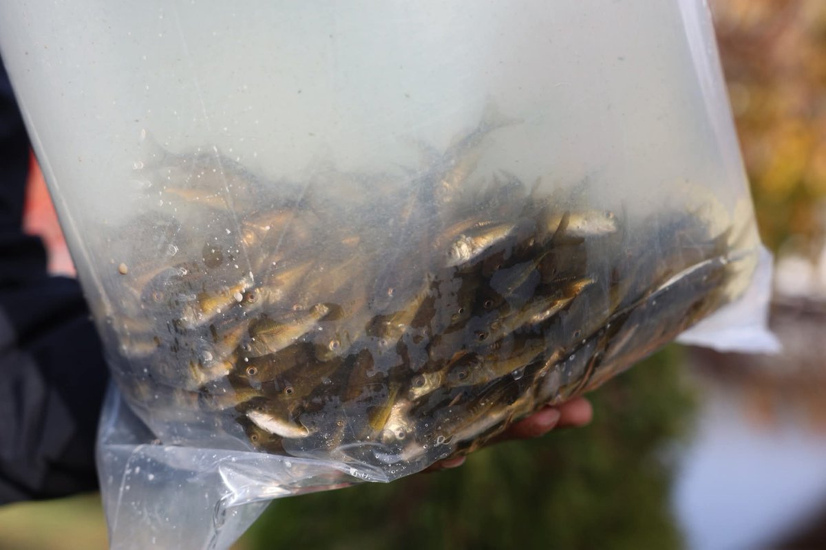 21 Kasım Dünya Balıkçılık günü münasebetiyle, ASOF Üyesi Derneklerimizden Eskişehir ESABDER Derneği tarafından Porsuk Çayına 5000 Adet yavru sazan balığı bırakıldı.
Emeği geçen katkı sağlayan herkese teşekkür ederiz.
ASOF Yönetim Kurulu
facebook.com/share/p/1HgeUA…