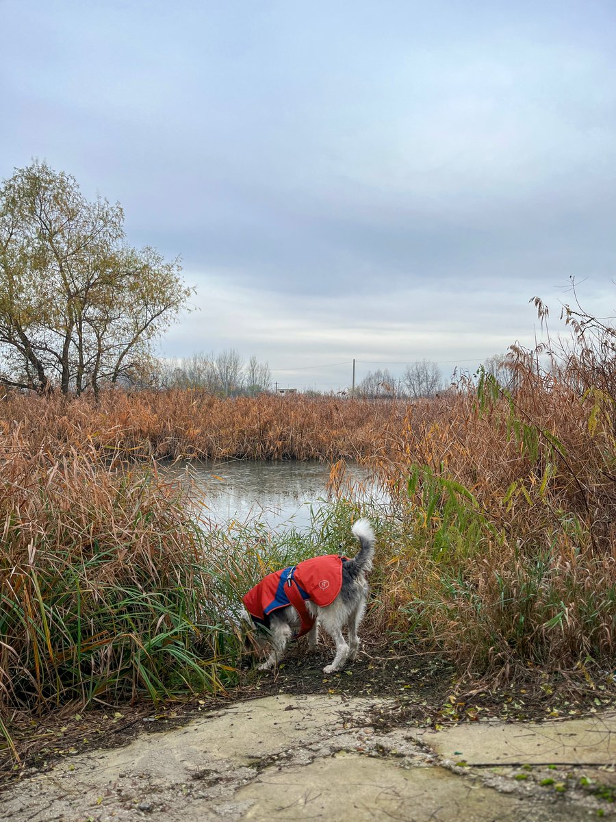 mono_grafic's tweet image. The first frosty morning of the season.