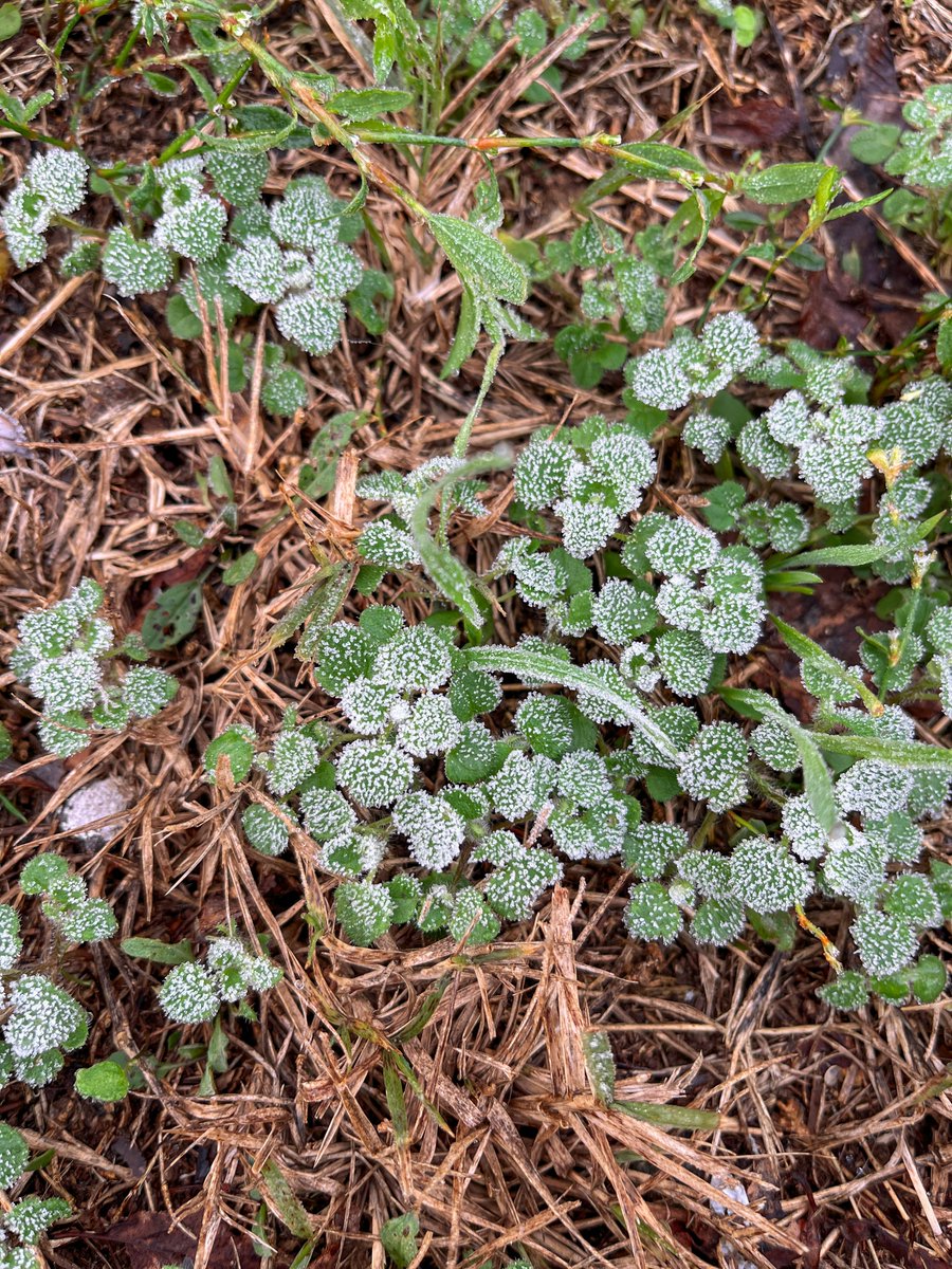 mono_grafic's tweet image. The first frosty morning of the season.