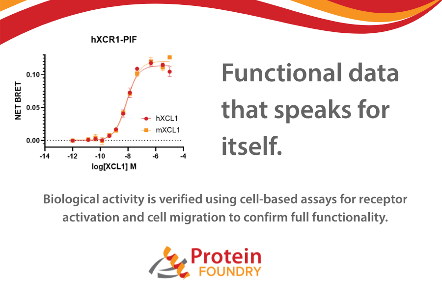 proteinfoundry's tweet photo. Our BRET assays and cell migration tests confirm that every chemokine we produce performs the way it should.
Explore the science behind our validated products: https://t.co/bla20IE9K3
#Chemokines #ReceptorActivation #DrugDiscovery #BiotechResearch #LifeScienceTools https://t.co/8JRxeNh5HD
