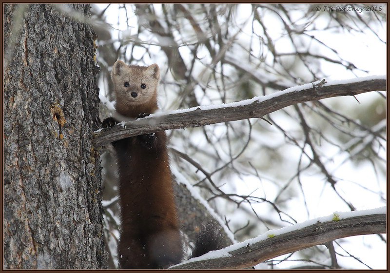 [🔗](api.tinyfox.dev/hourly/pinemar…)