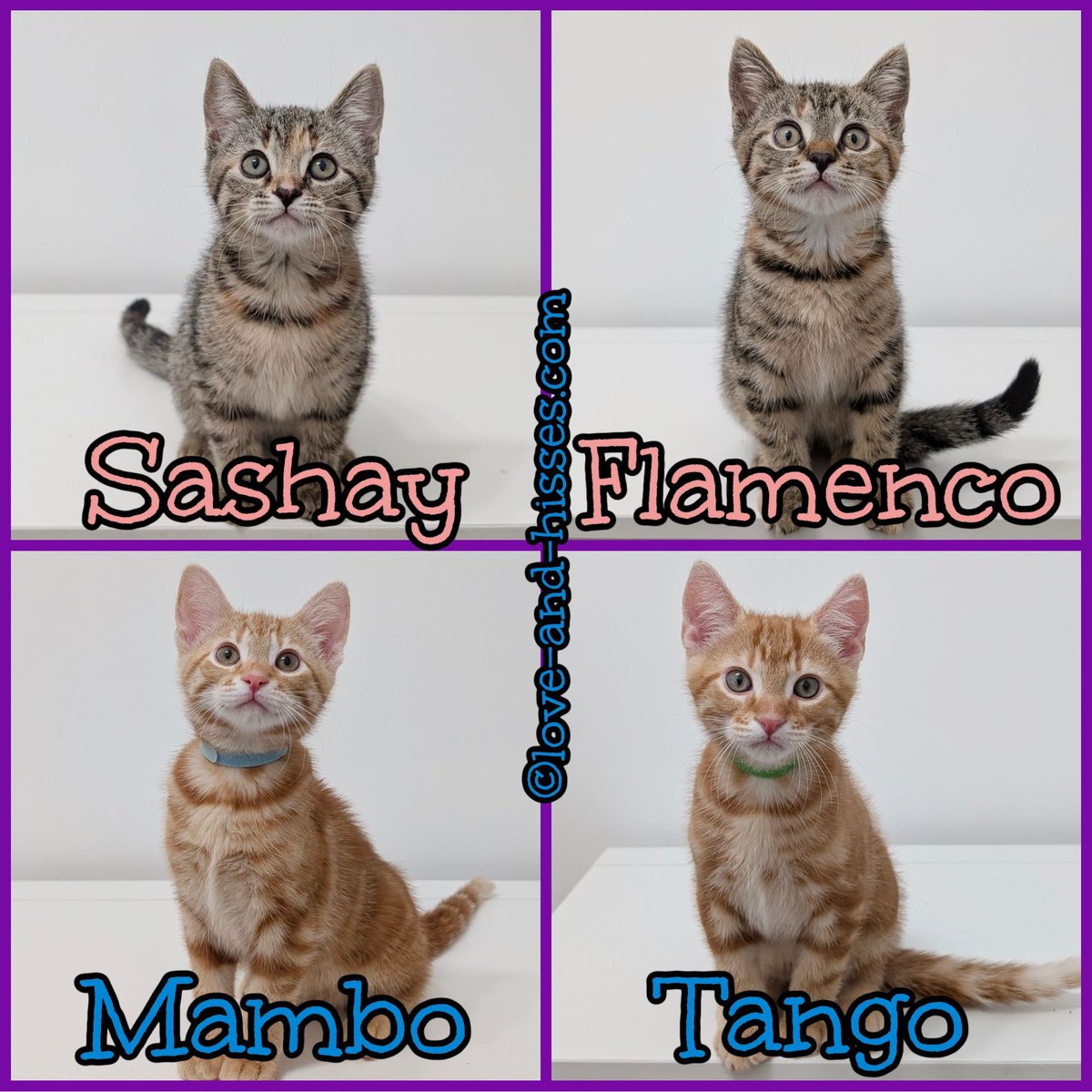 Sashay, Flamenco, Mambo and Tango are 10 weeks old! Forgotten Felines of Huntsville is now accepting applications for them.

 You can email info@ffhsv.org to inquire, or fill out an application here:  tinyurl.com/FFHSV