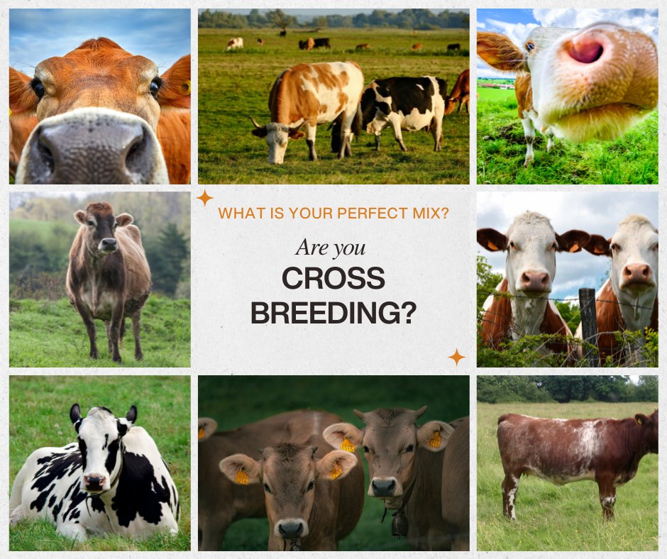 NMRgroup's tweet photo. 👀Watch this space!👀
Something new is coming - genomic testing for cross breeds!
You mix. You breed. We test
📞 For more info call 03330 043 043
#GenomicTesting #CrossBreeding #CattleGenetics #LivestockInnovation #BreedBetter #NMR https://t.co/Qn13B9PPzS