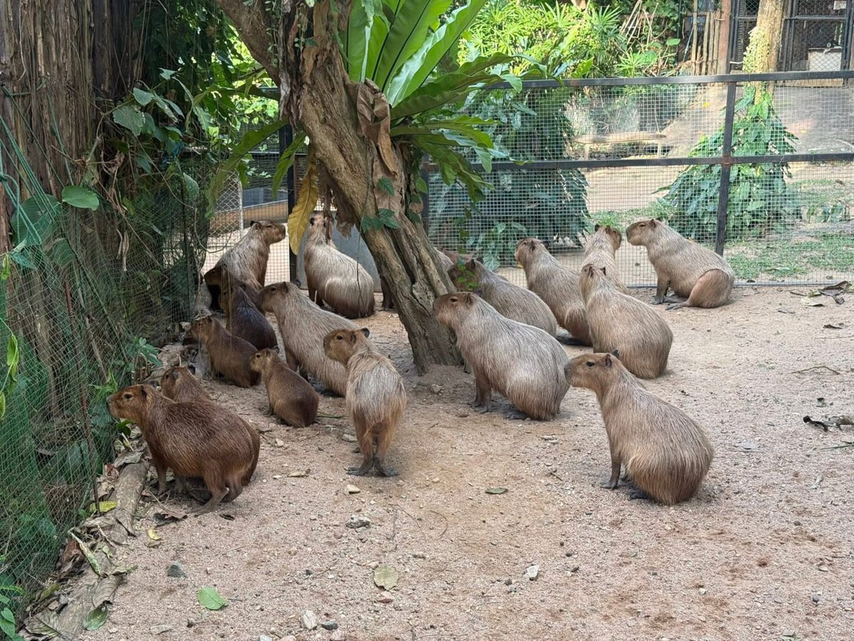 Fan Page | Ging Gong Kaew (กิง ก่อง แก้ว) tweet media