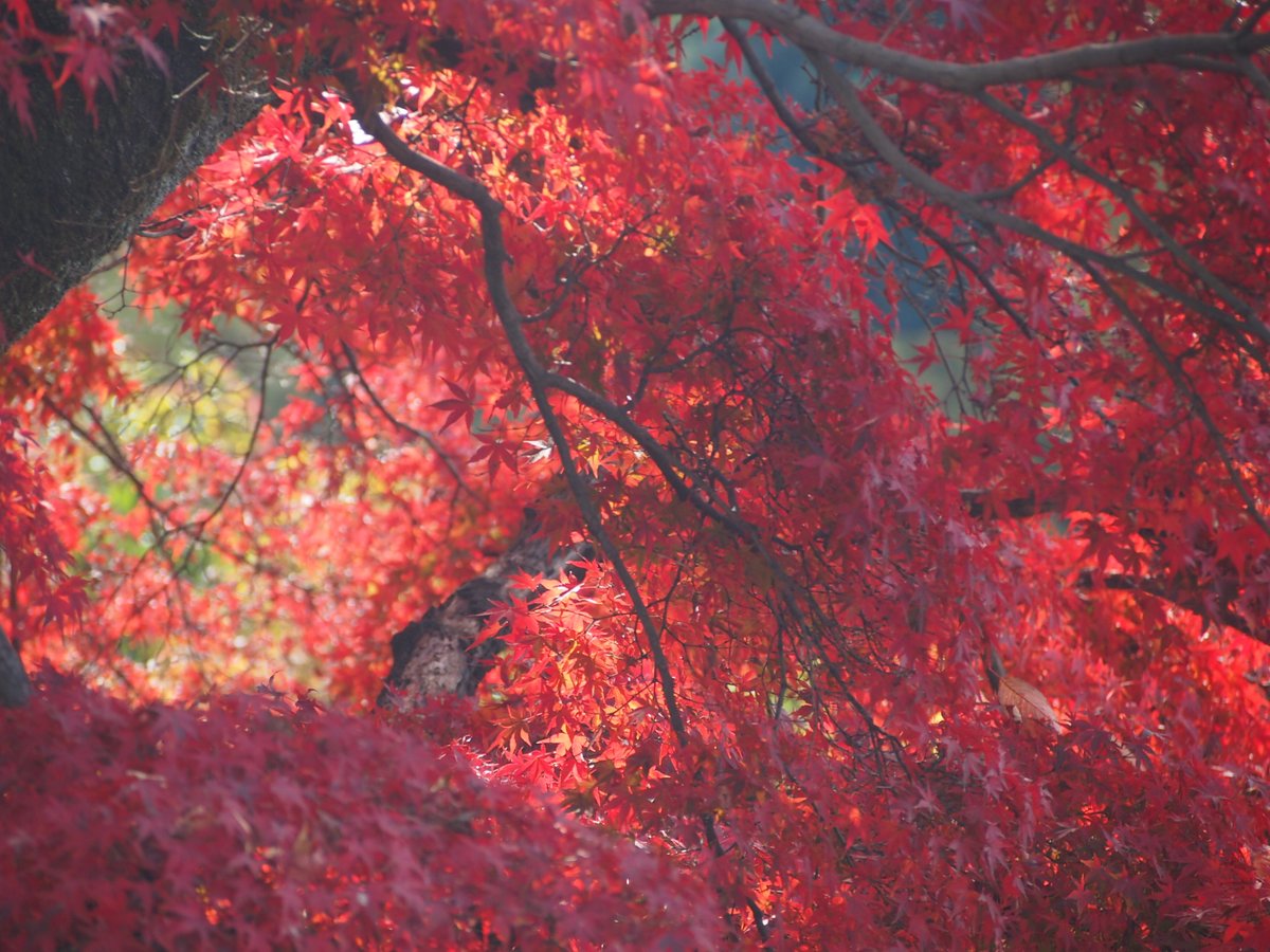 routasuohkami's tweet image. 赤・紅・茜・・・・🐺