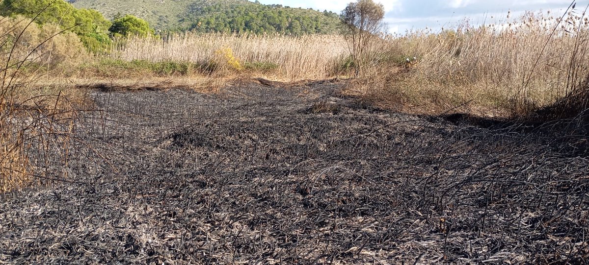 AgriculturaGOIB's tweet image. Avui s’ha realitzat una Crema Prescrita a S’Albufera de Mallorca, una crema controlada per gestionar un sòl sostenible, reduir combustible i preservar la salut de l’ecosistema. 

Mitjans d&apos;@agriculturagoib que han participat: 20 bombers forestals (3 tècnics), 2 autobombes i 7 AMA