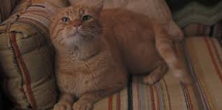 Vormth's tweet photo. #justice4mews https://t.co/wShL781uth