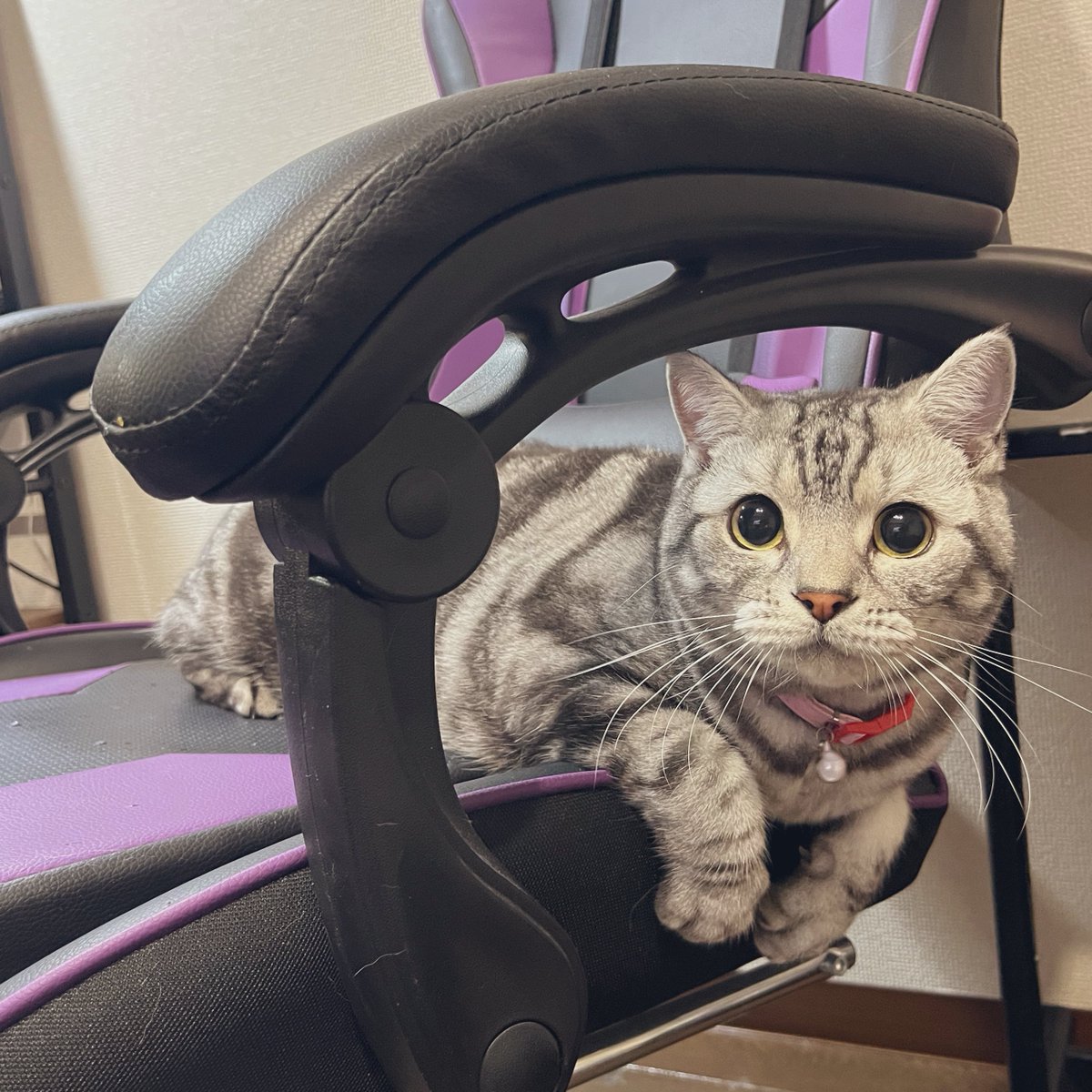 ミオミオ様、、、 いつも構ってくれてありがとう♡