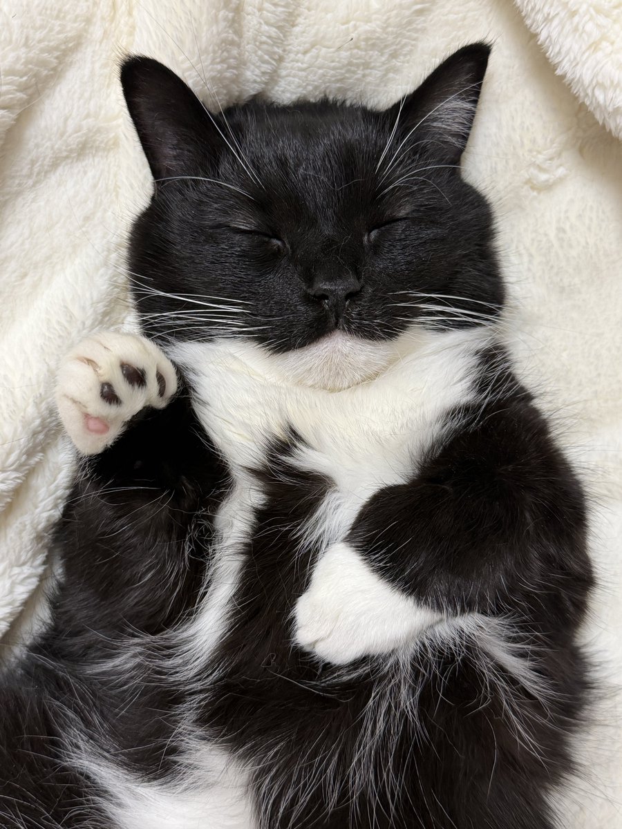 unicouniuni3's tweet image. Uni says hi