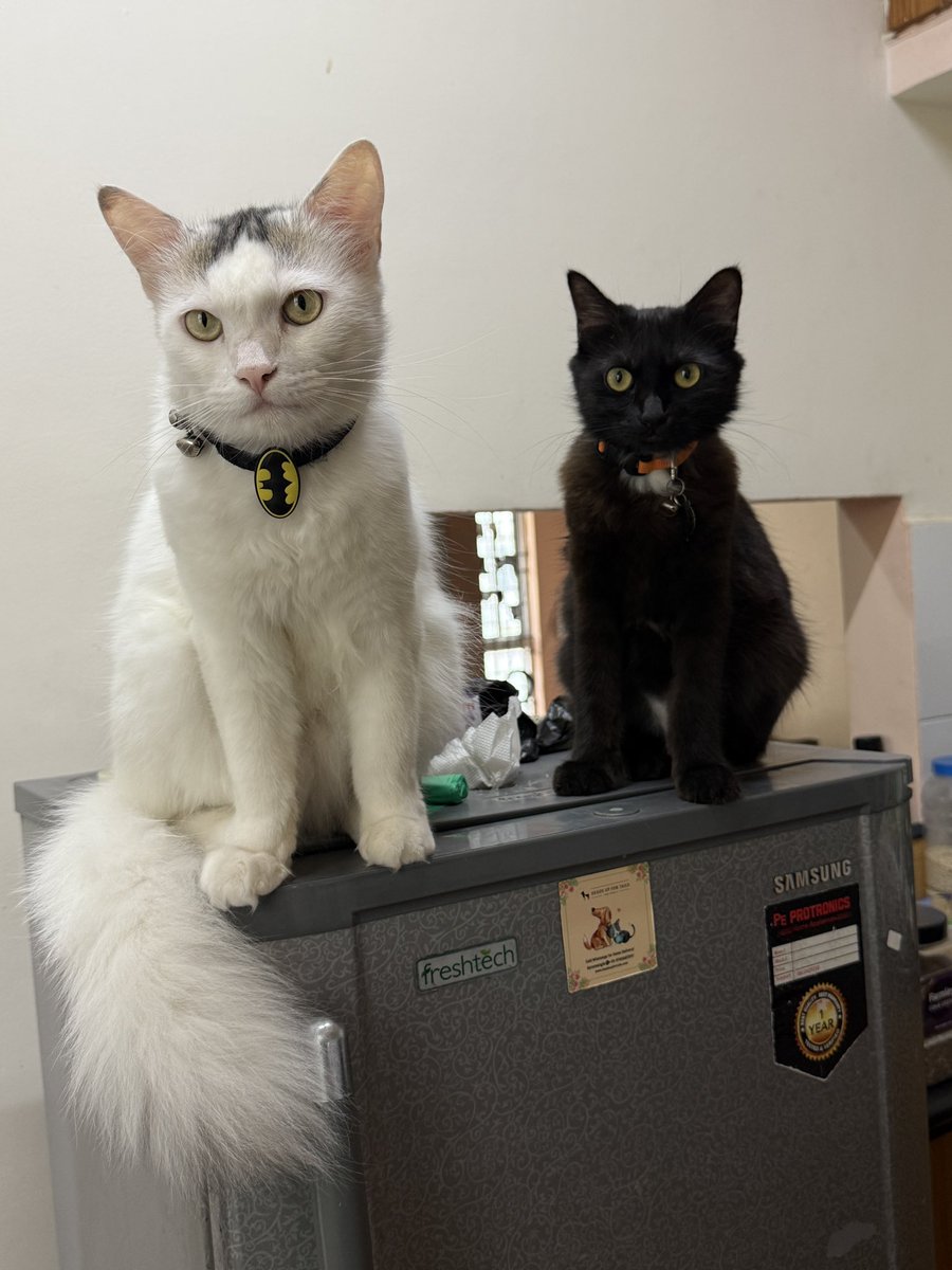 axbixh's tweet image. Both beginning to look the same 😭