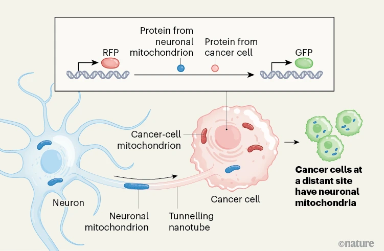 NTFabiano's tweet image. Cancer cells steal mitochondria from neurons to spread throughout the body.