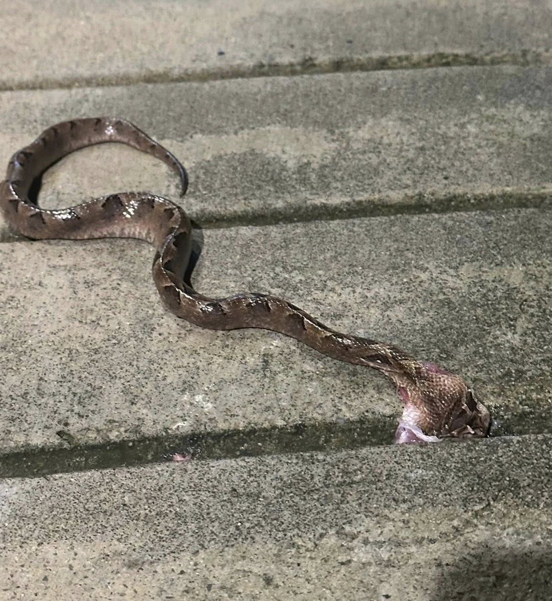 newroom44's tweet image. 🚨พี่สาวโดนงูกะปะกัดขา ตั้งแต่ตอนบ่าย2  อัปเดต 19.10 น. วันนี้  ขาเริ่มม่วงช้ำ เหมือนเกิดหนอง
น้ำเชี่ยวแรงออกไปไม่ได้ บ้านพี่อั้ม ห่างจาก อบต.แม่ทอม 1 กิโลเมตร โทร 091-845-9789 ไผ่ ไม่มีสัญญาณเน็ต  maps.app.goo.gl/iAPMN23QrtUxkV…

#น้ำท่วมหาดใหญ่ #หาดใหญ่ #ข่าววันนี้ #theroom44