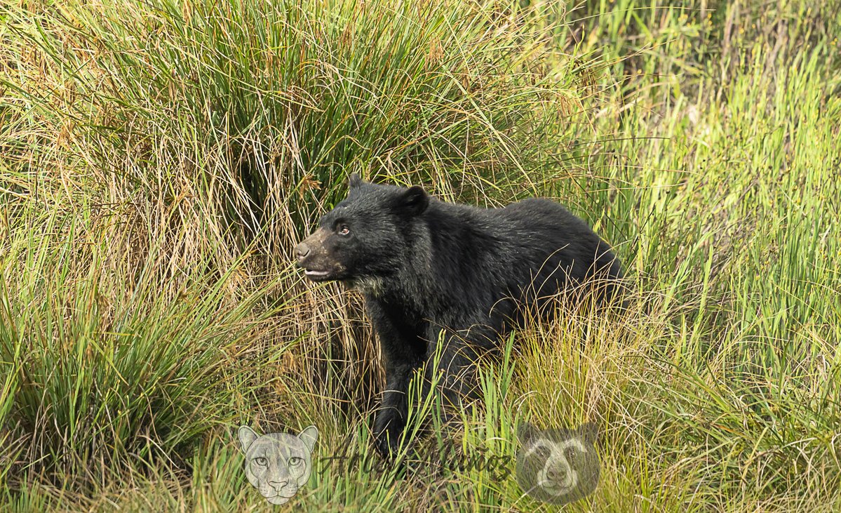 El Jardinero del Páramo.