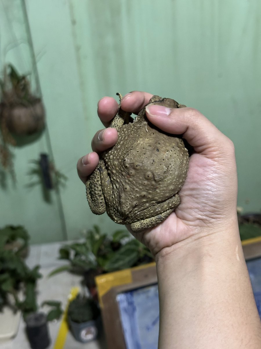 may i offer you some toad in these trying times