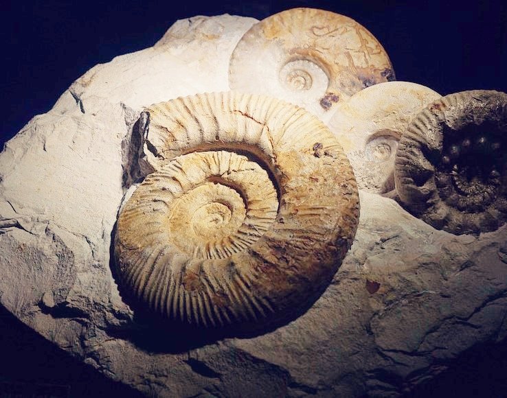 Wäre Leben, wie wir es kennen, ohne Radioaktivität möglich gewesen?
Radioaktiver Zerfall sorgt für Plattentektonik, den Kohlenstoff-Kreislauf und Mutation. 
Es geht mir um sachliche Einordnung jenseits des Alarmismus. 
Dafür stehe ich.
#Radon #Radonschutz #Gesundheit #messgerät