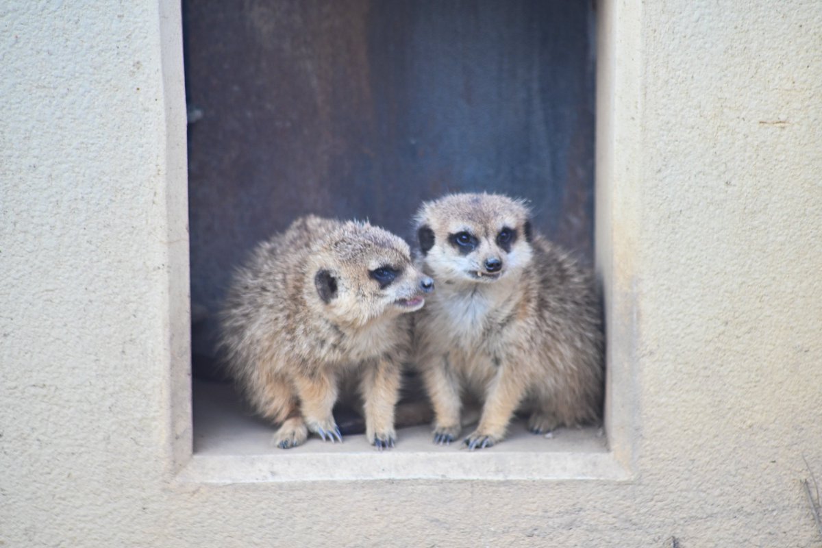 61ue5_'s tweet photo. 京都市動物園 https://t.co/0hvFtJyuEk