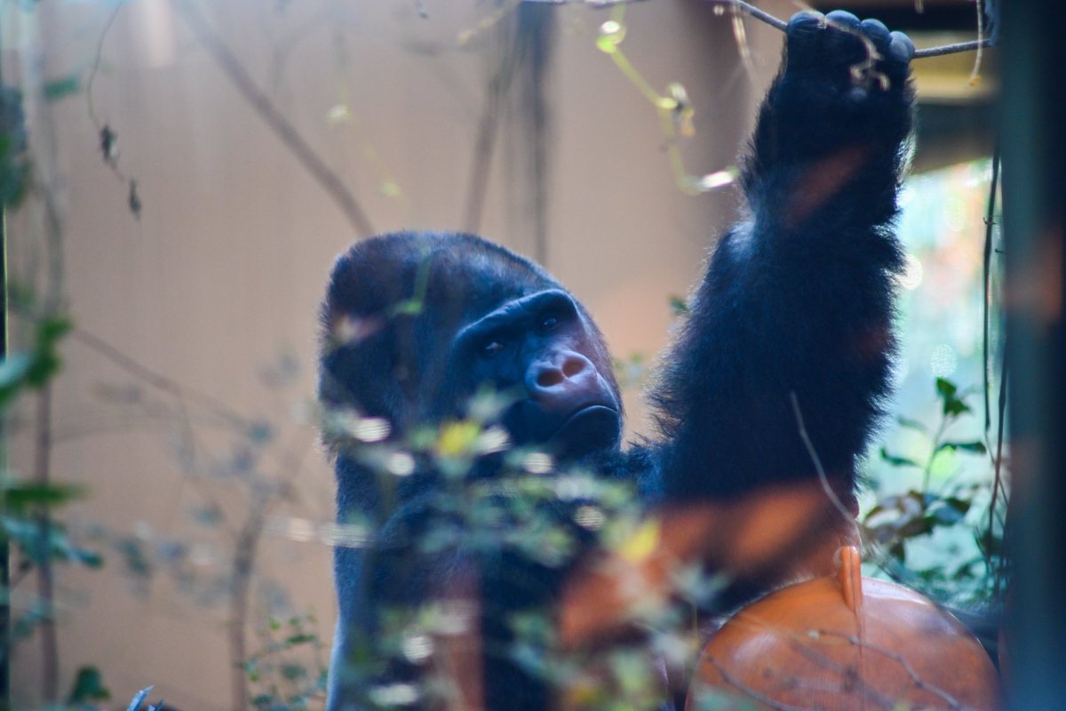 61ue5_'s tweet photo. 京都市動物園 https://t.co/0hvFtJyuEk