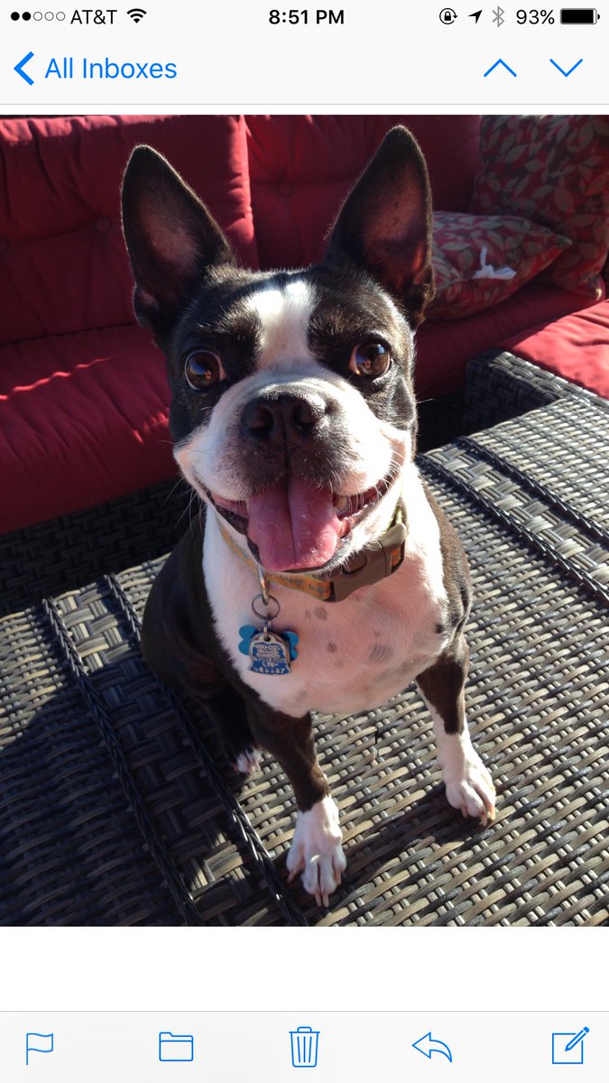 Charlie wants to say good morning…and he wants a treat too 😋🐶☕️🥰