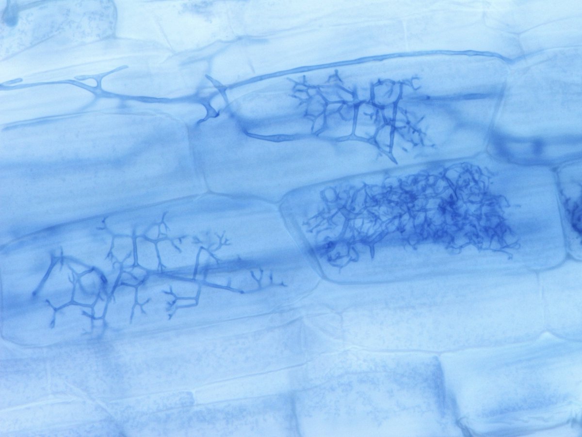 Takeshi Sentoku (千徳 毅） tweet media